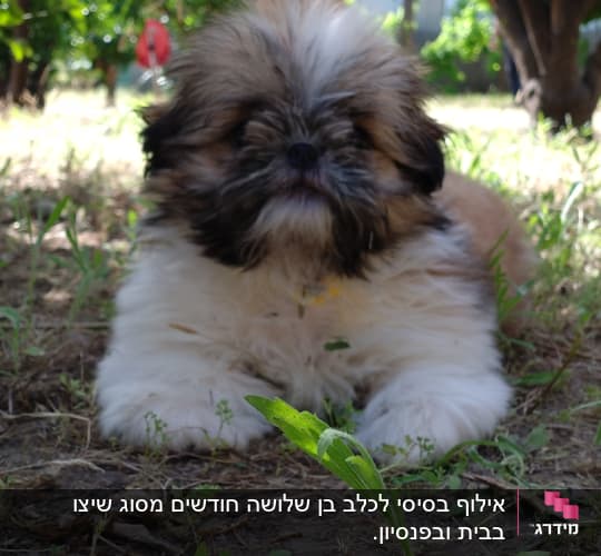 גור כלבים שוכב על הדשא בגן